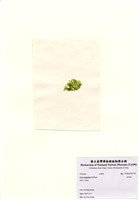 藏品(牡丹菜)的圖片